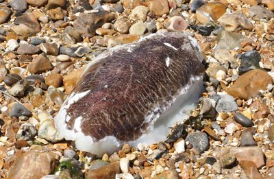 Dead Cuttlefish, they are Marine Molluscs