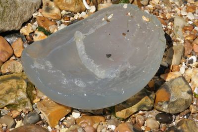 Cnidarians or Jellyfish.