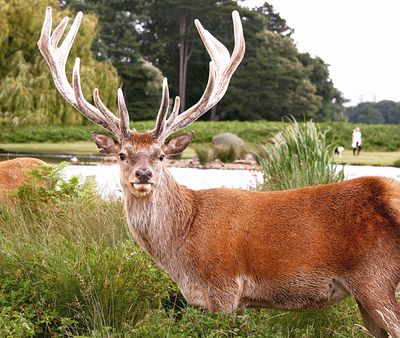 Bushy Park