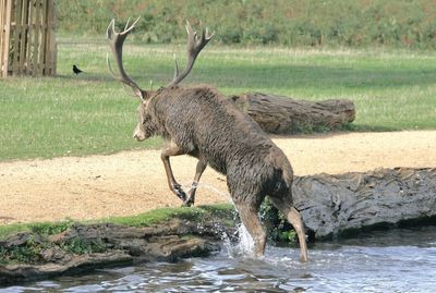 Bushy Park