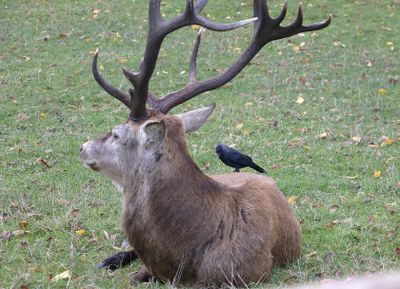 This big Red Deer looked old, he moved slow, I know how he feels.