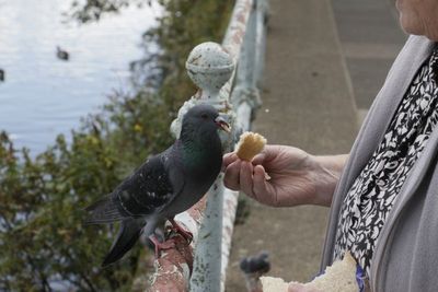 Pigeons are very tame for wild birds
