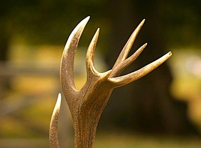 I would not like a deer to get upset at me, these are sharp.