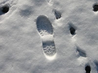 The shoe print is mine, I dont know what animal made the other prints, maybe a fox.