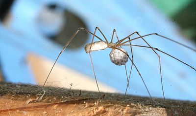 I would guess they are eggs of that spider, not food.