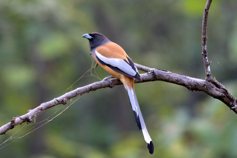 PMGP1691-topaz-denoiseraw-sharpen.jpg