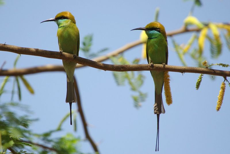 Birds of Rajasthan