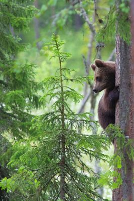 Finland, June 2016