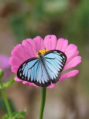 Bandhavgarh