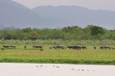 Kaziranga