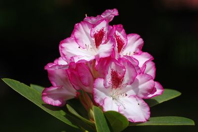 3MGP0694.jpg