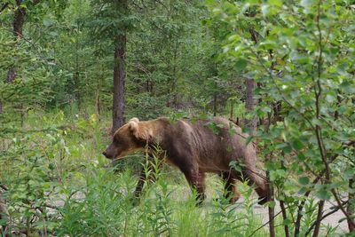 Katmai National Park