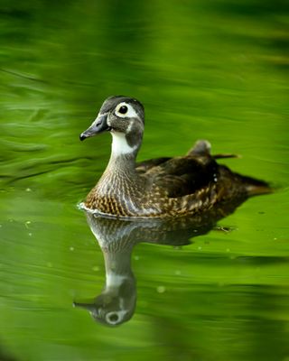 Ducky