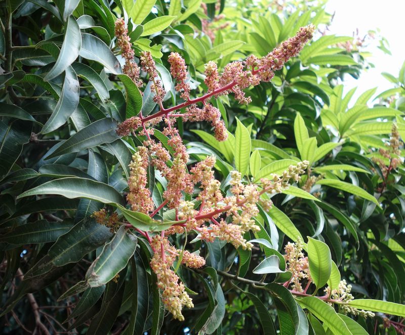 Mango flower