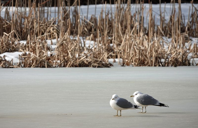 Gulls on ice