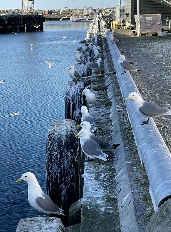 Gulls/Vardo