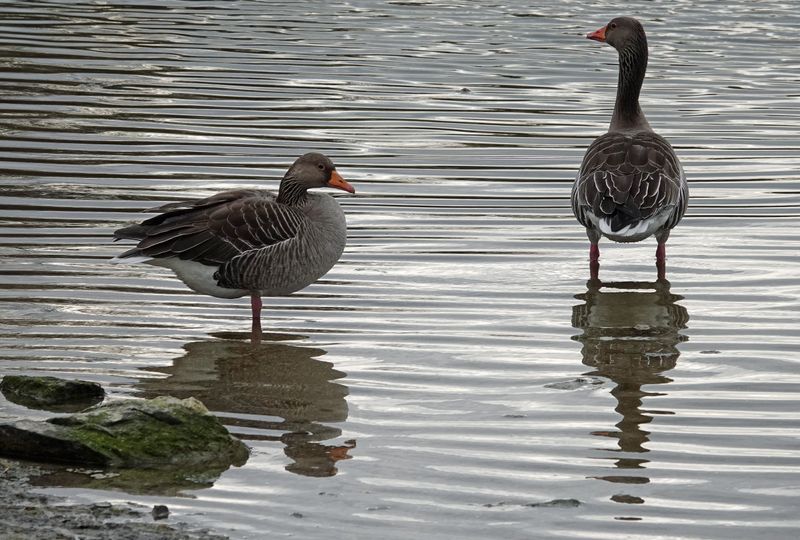 Geese