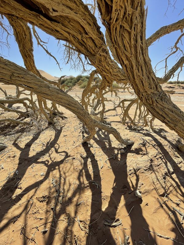 Acacia tree
