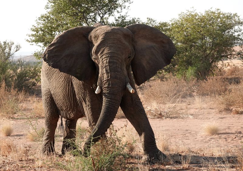Desert elephant 