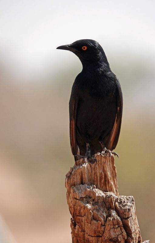 Cape Starling