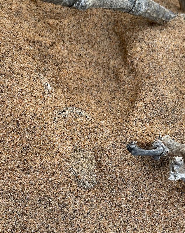 Sidewinder snake buried