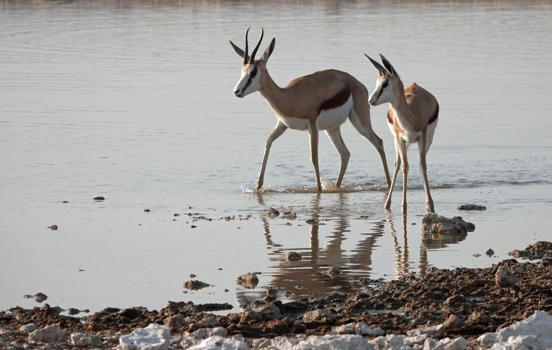 Springboks