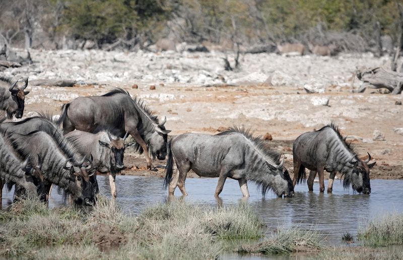 Wildebeests