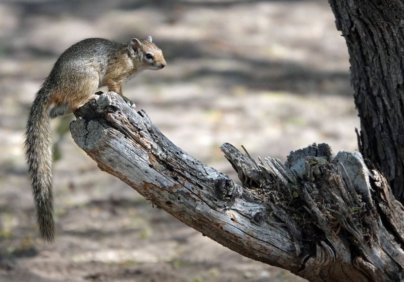 Ground squirrels 