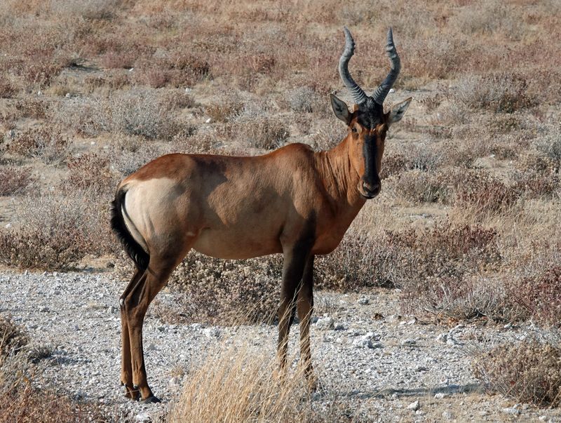 Red hartbeest