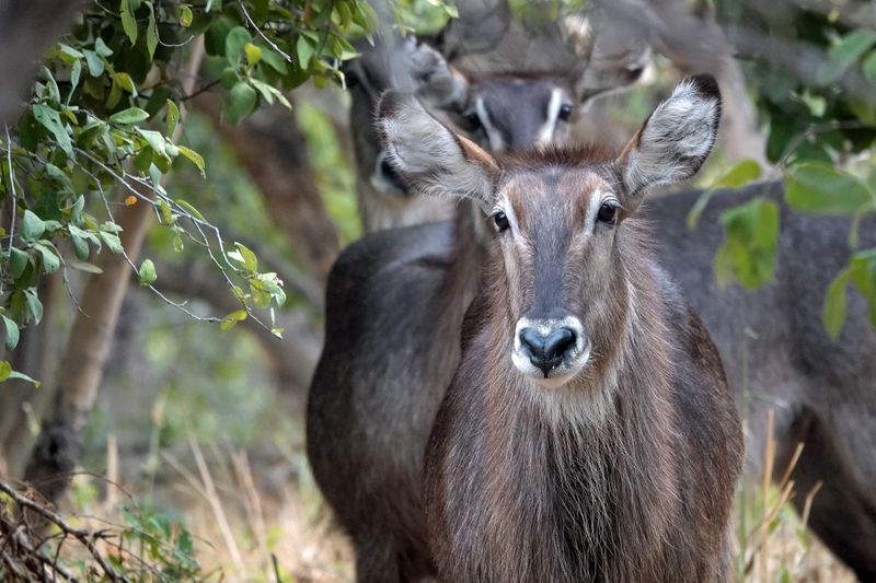 Waterbuck