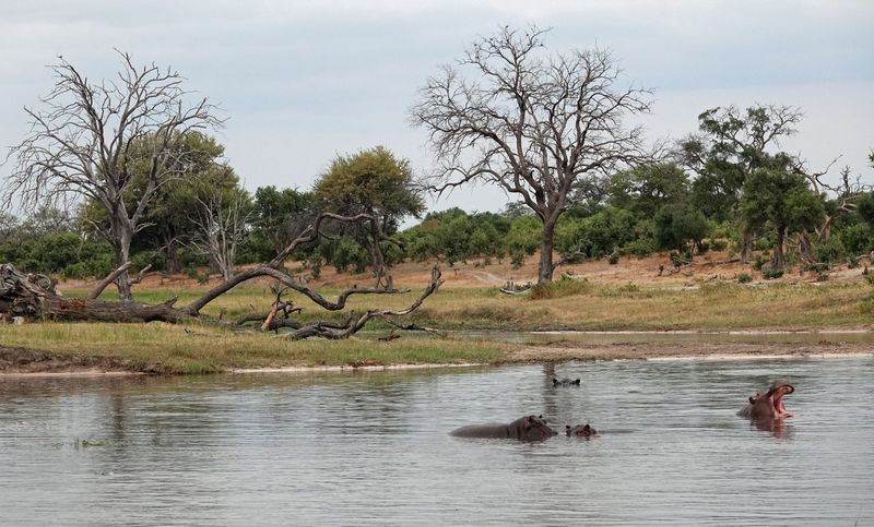 Okavango Delta