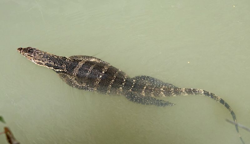 Komodo dragon