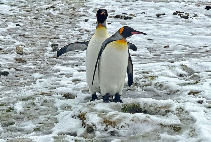 King penguins
