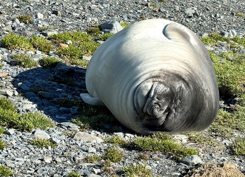 Young elephant seal/Stromness