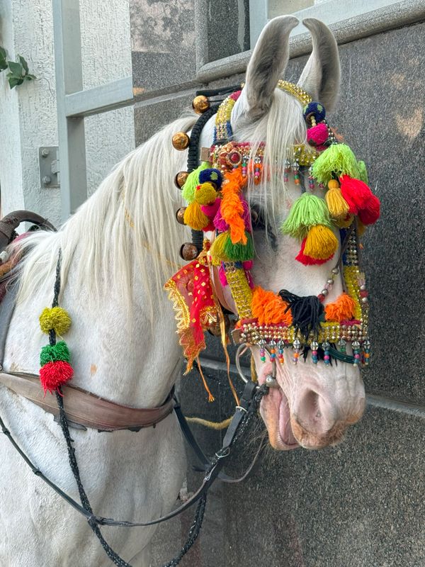 Grooms horse