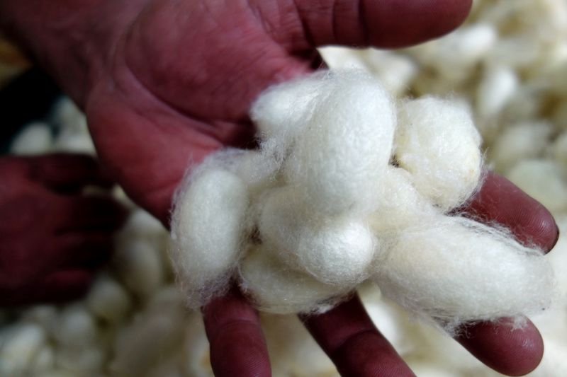 Silkworm cocoons