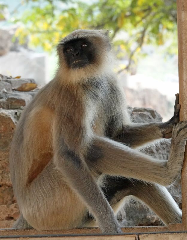 Langur monkey