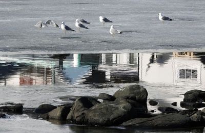 Gulls on melting ice/Skarsvag