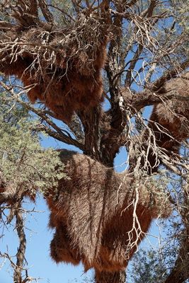 Sociable weaver bird nest