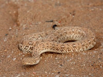 Sidewinder snake (Peringueys adder)