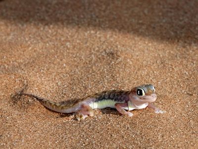  Namib web-footed gecko