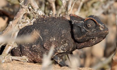 Namaqua Chameleon 