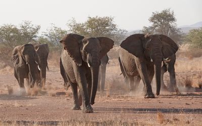 Desert Elephants 