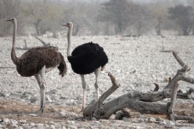 Ostriches 