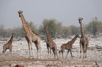 Five giraffes