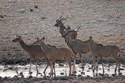 Kudu Country 