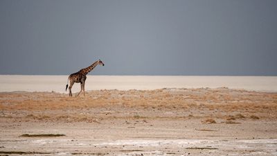 Giraffe near salt pan