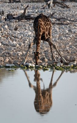 Giraffe drinking