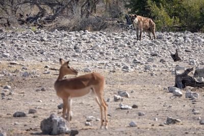 Hyena stalking impala