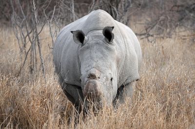 Male Rhinoceros 